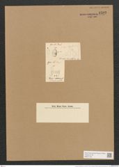 Cocconeis surirelloides Grun. (de-Toni-Nr.: Genus 40, Species 1805) Zeichnungen Sammlung Grunow Nr. 3592 (NHMW-BOT-W0371183)